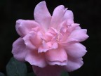 Rosa rosa...