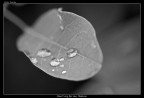 Un'altra prova col tamron 70-300mm. Mi sto divertendo molto a provare a fare pseudo macro attorno casa mia.