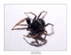 Ragno oscuro