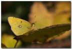 Tutto giallo