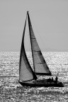 Vela