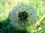 Ciao a tutti questa  la mia prima macro fatta con la Fuji 6500 fd
Ogni consiglio sar ben accetto.
Ciao a Tutti