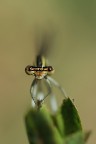 Occhi Marroni