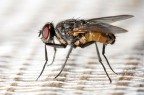 Mosca (3)