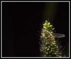 Mosca Moschettiere ORO