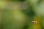 In Volo
