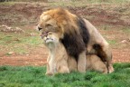 Wild Sex
