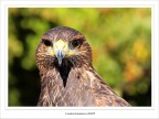 L'occhio... del falco (NonSoloFoto Valtidone )