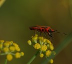 rosso nero