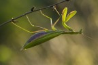 Mantide Religiosa
