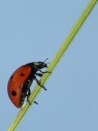 Coccinella Coccinella