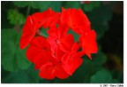 Red Flowers