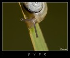 eyes
