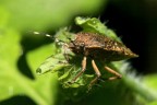 Cimice ''inrugiadata''