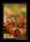 Autunno croccante