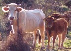 Mucca con vitellino