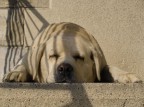 Cane Mimetico
