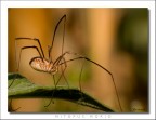 mitopus morio