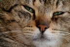 Gatto