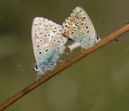 Giochi di coppia