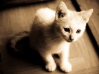 secondo gatto