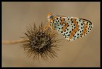 Melitaea su posatoio particolare Melitaea su posatoio particolare