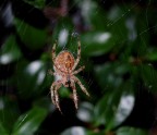 spider