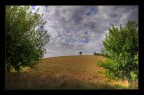 L'albero
