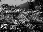 Di Nuovo Bianco e Nero