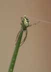 f9  1/320  Iso 400  ob. 180  cavalletto.

Per immaginare la grandezza del ragno fate i debiti rapporti con il filo d'erba.