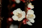 Apricot flowers
Santa Maria al Bagno (ITA)