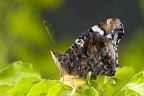 sigma 180mm, iso200, f10, 1/80 sec., treppiedi, blocco specchio.
