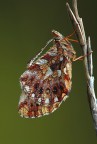 boloria dia..