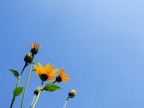 NSF-03-Verso il sole