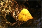 Autunno nei rigagnoli
