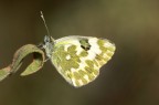 Pontia daplidice 2