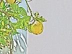 Limone