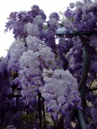 Fiori fUori