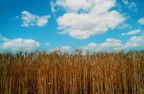 andiamo a mietre il grano