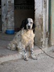 la mascotte dei Vana Radman :D
