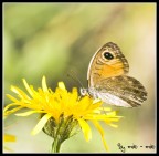 Farfalla
