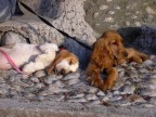 Dolce riposo........