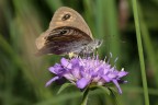 Farfalla (2)