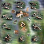 giochi di cuccioli