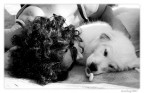 La bella... e il bello