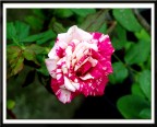 Rosellina