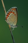 Polyommatus escheri