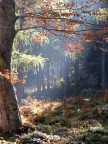 autunno