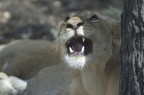 Selous Tanzania 2007