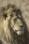 Sguardo leone